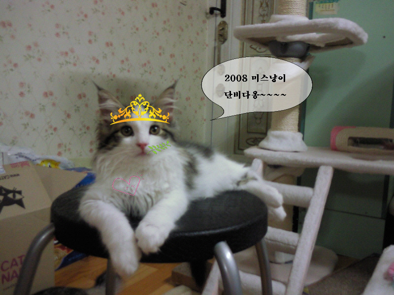 숲단비 이미지