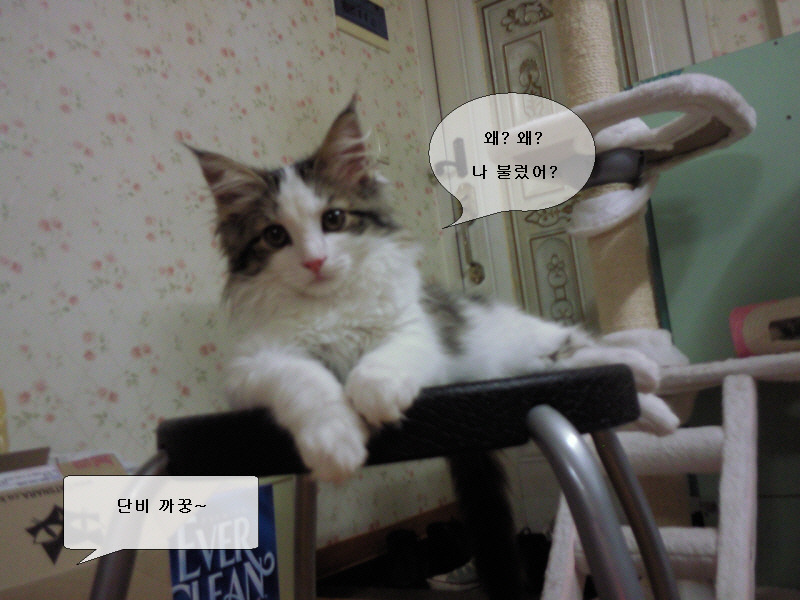 숲단비 이미지